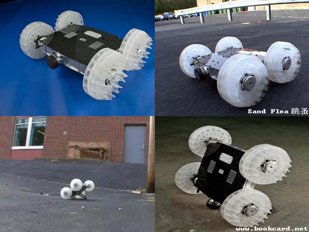 Sand Flea 跳蚤 