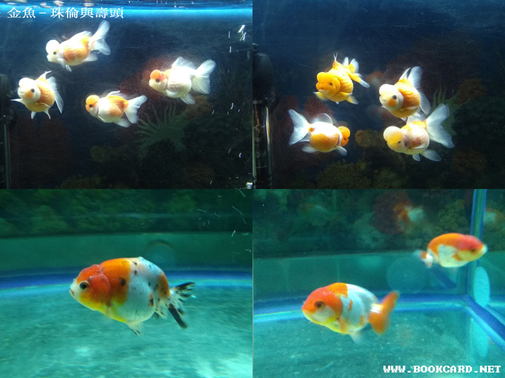 金魚-珠倫與壽頭