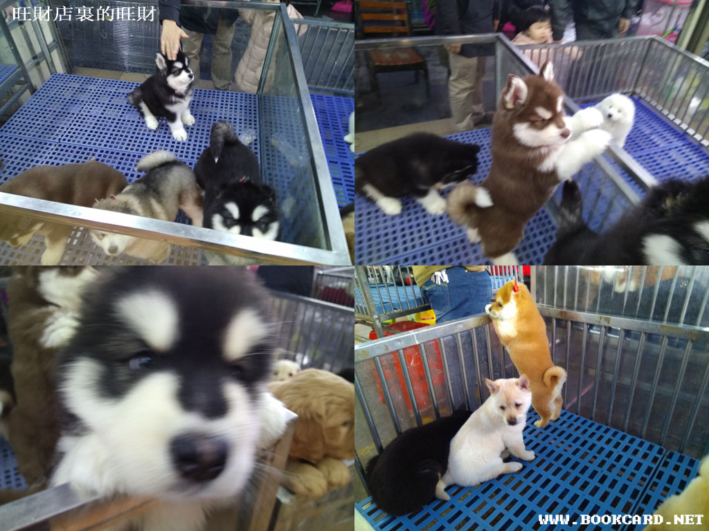 旺財店裏的旺財