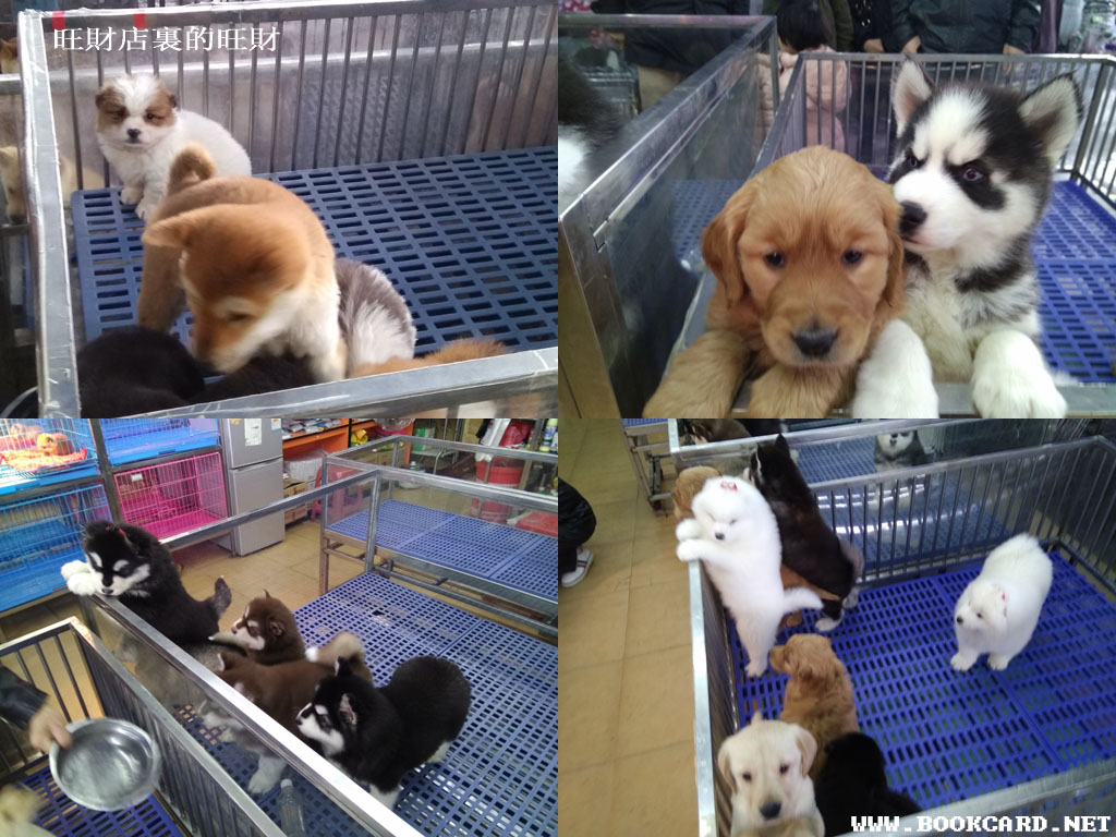 旺財店裏的旺財