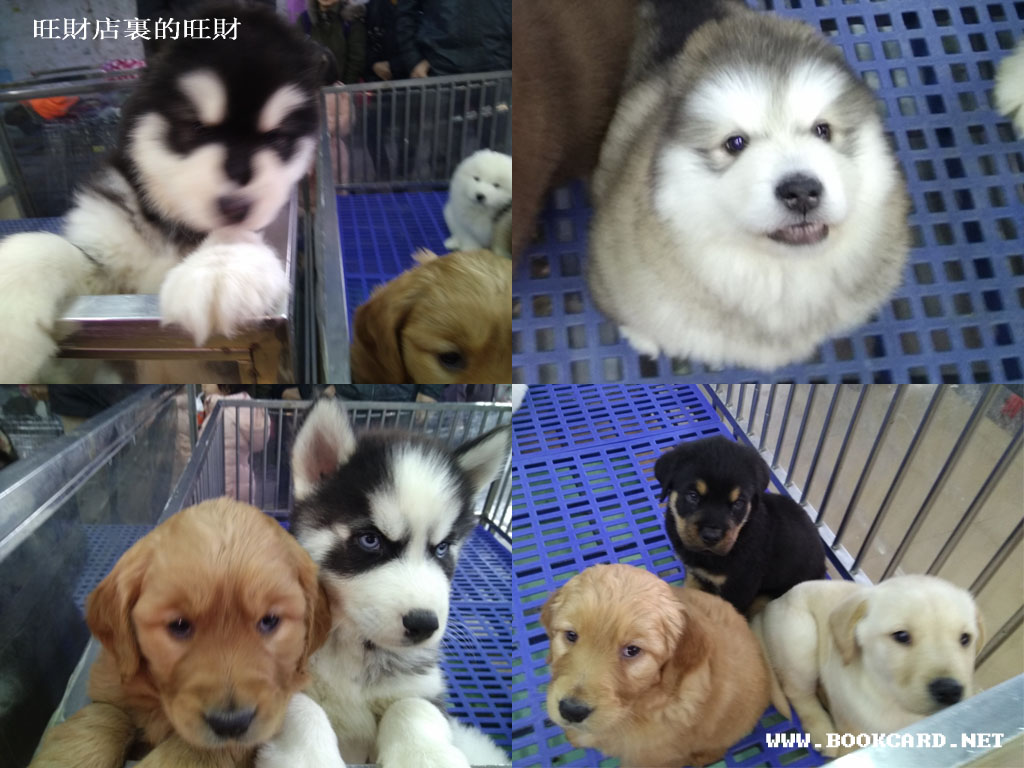 旺財店裏的旺財