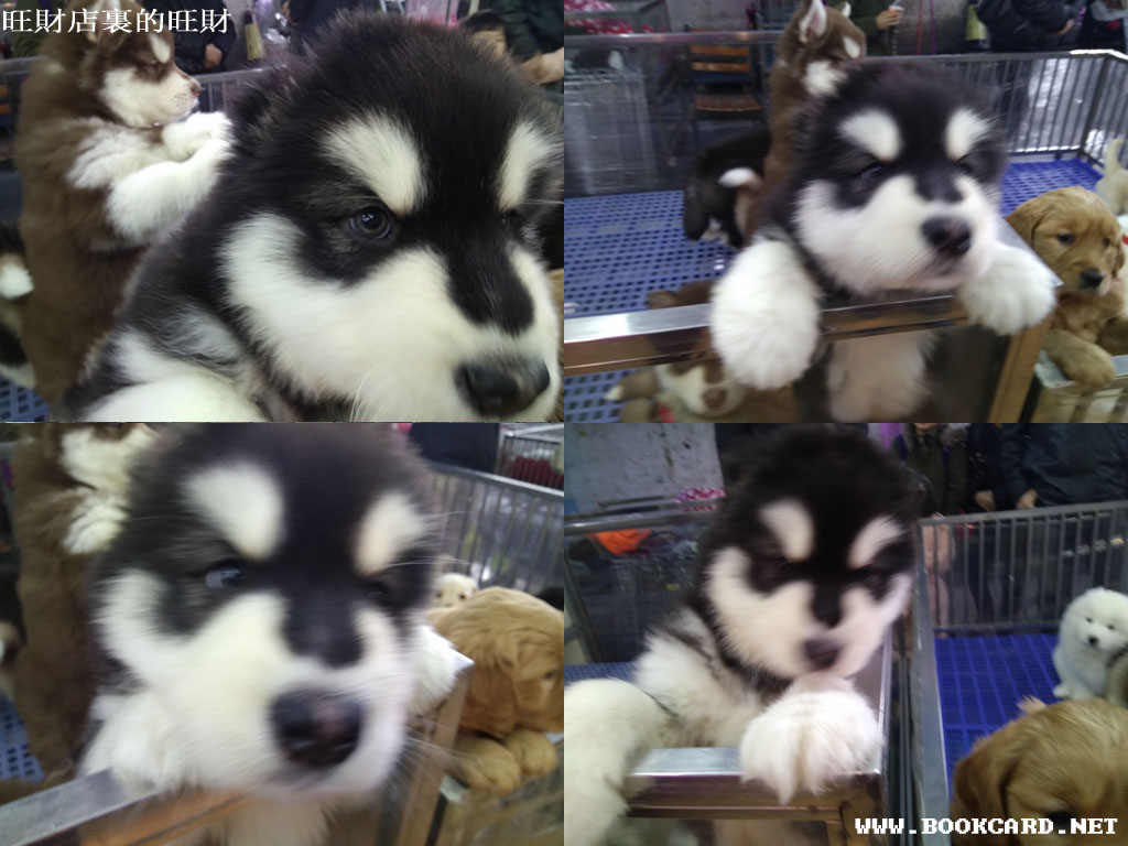 旺財店裏的旺財